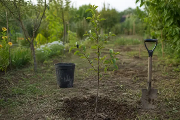 Prun (Prunus domestica) – plantare și îngrijire pas cu pas