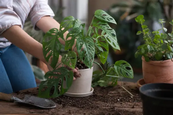 Monstera adansonii – plantare și îngrijire pas cu pas