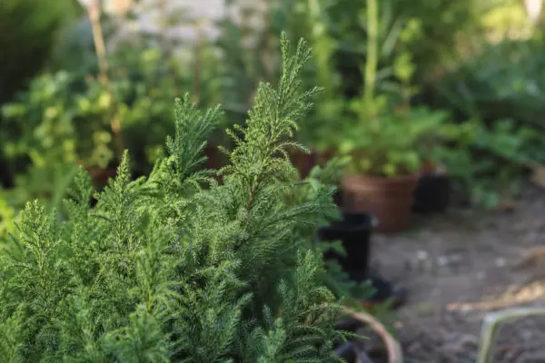 Cedru japonez (Cryptomeria japonica) – condiții de creștere, plantare și îngrijire