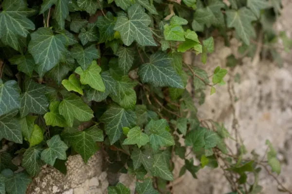 Iedera (Hedera helix): plantare și îngrijire în grădină