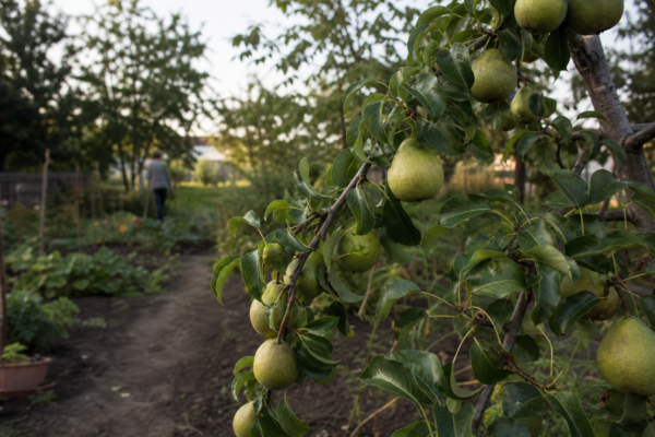 Păr (Pyrus communis) – tot ce trebuie să știi despre plantare și îngrijire
