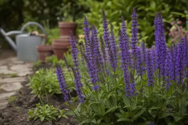 Salvia de grădină (Salvia nemorosa) – plantare, udare și întreținere