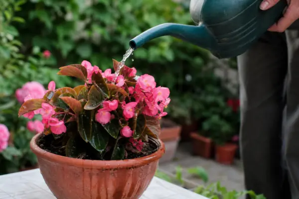 Begonie de grădină (Begonia semperflorens) – plantare, udare și întreținere