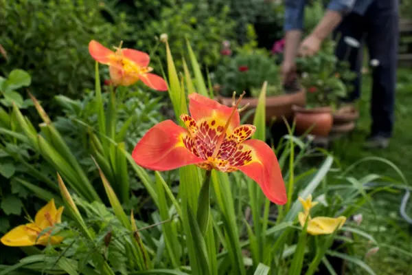 Floarea tigrului (Tigridia pavonia) – tot ce trebuie să știi despre plantare și îngrijire