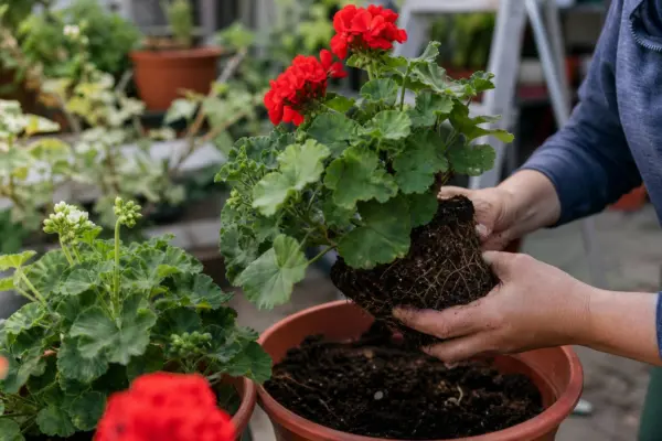 Mușcata (Pelargonium zonale) – tot ce trebuie să știi despre plantare și îngrijire