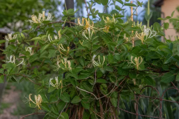 Caprifoi de pădure (Lonicera periclymenum) – condiții de creștere, plantare și îngrijire