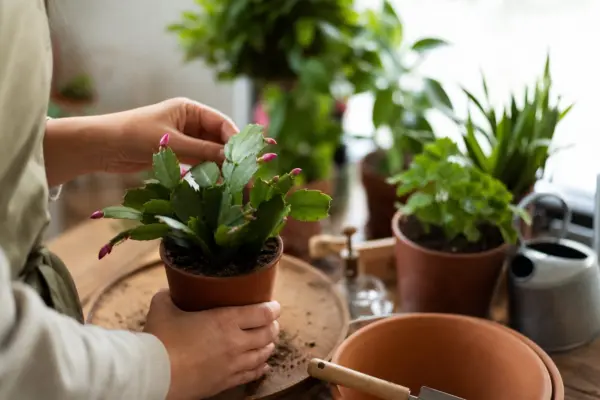 Crăciunița (Schlumbergera) – de la plantare la întreținerea de zi cu zi