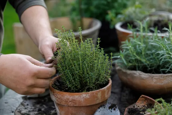 Cimbrișor (Thymus vulgaris) – plantare, îngrijire și greșeli de evitat