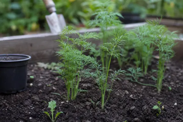 Mărar (Anethum graveolens) – plantare și îngrijire pas cu pas