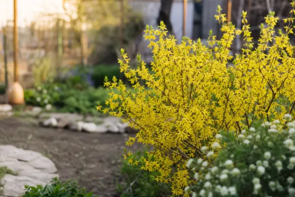 Forsythia intermedia – ghid complet de cultivare și îngrijire