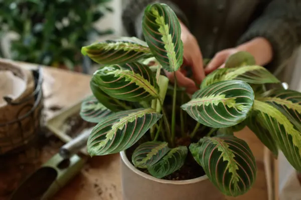 Planta rugăciunii (Maranta leuconeura) – plantare, îngrijire și greșeli de evitat