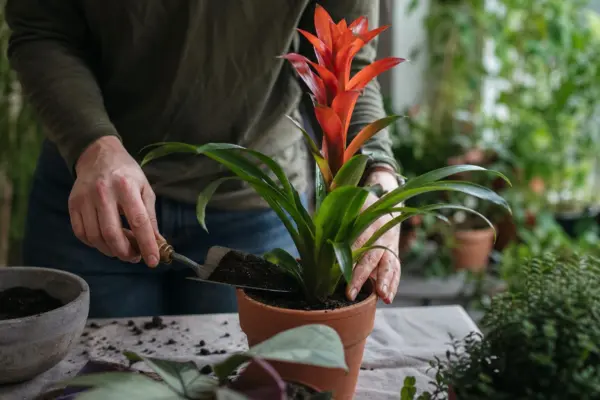 Guzmania: ce condiții cere și cum o îngrijești
