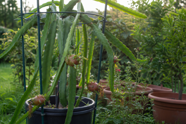 Pitaya (fructul dragonului) – de la plantare la întreținerea de zi cu zi