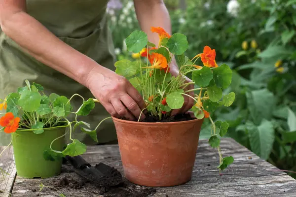 Condurul doamnei (Tropaeolum majus) – plantare și îngrijire pas cu pas