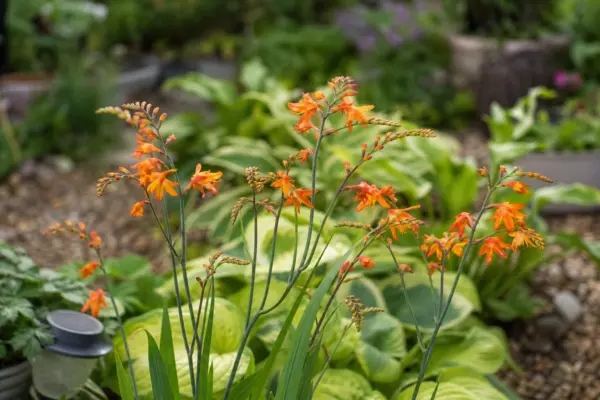 Crocosmia crocosmiiflora – ghid complet de cultivare și îngrijire