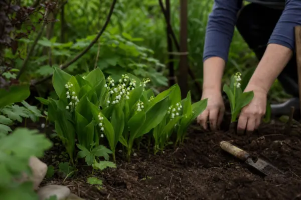 Lăcrămioare (Convallaria majalis) – de la plantare la întreținerea de zi cu zi