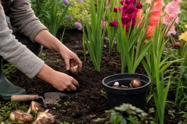 Gladiola (Gladiolus) – tot ce trebuie să știi despre plantare și îngrijire