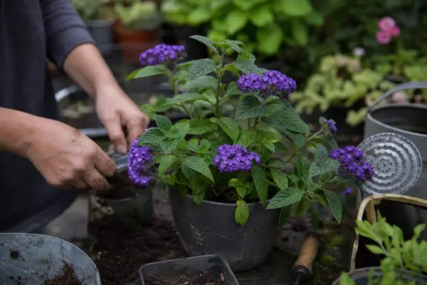 Heliotropium arborescens – de la plantare la întreținerea de zi cu zi