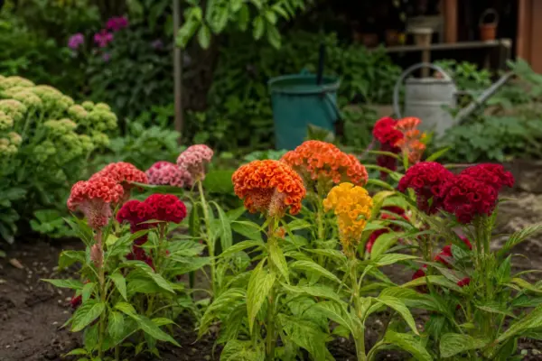 Creasta cocoșului (Celosia cristata) – sfaturi pentru plantare, creștere și întreținere