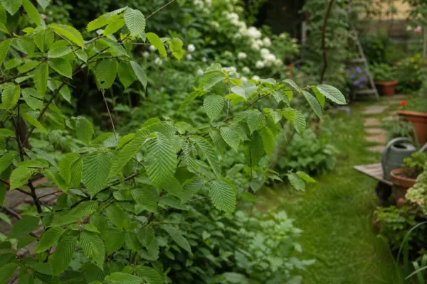 Carpen (Carpinus betulus) – sfaturi de plantare și îngrijire