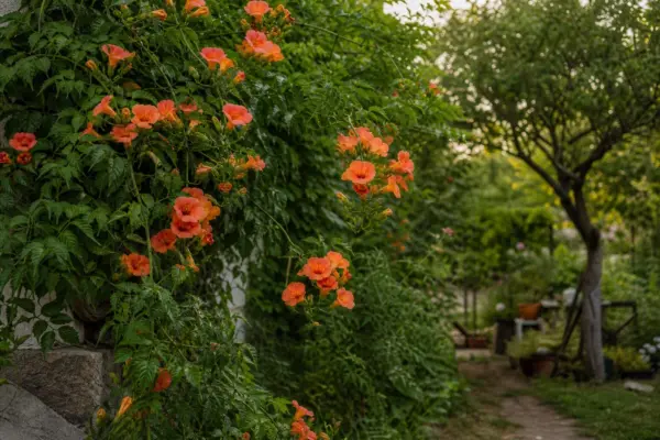 Trâmbița (Campsis radicans) – ghid practic de plantare și îngrijire