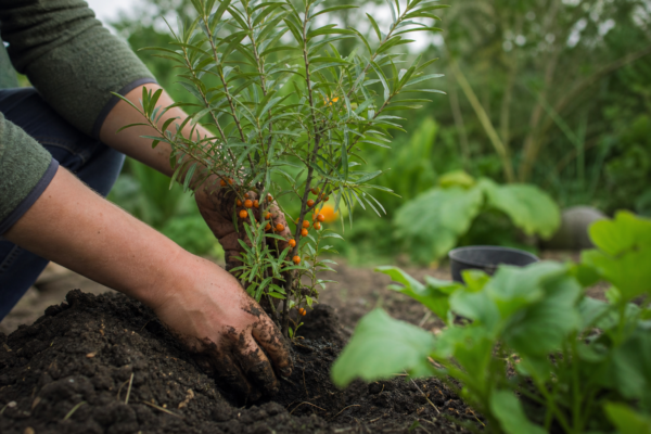 Cătină (Hippophae rhamnoides) – de la plantare la întreținerea de zi cu zi