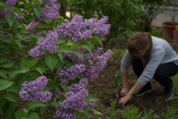Liliac (Syringa vulgaris) – plantare, udare și întreținere
