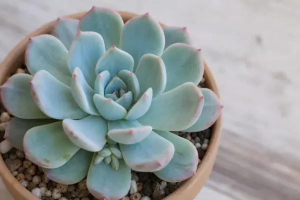 Echeveria (Echeveria elegans): plantare și îngrijire pas cu pas