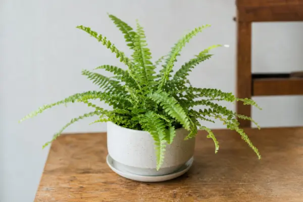 Feriga de interior (Nephrolepis exaltata): plantare și îngrijire pas cu pas
