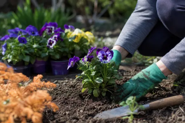 Panseluța (Viola tricolor) – ghid practic de plantare și îngrijire