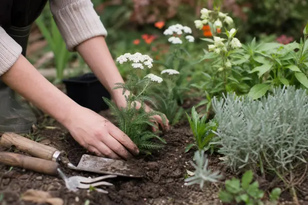 Coada șoricelului (Achillea millefolium) – plantare și îngrijire pas cu pas