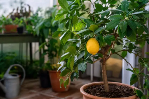 Lămâi în ghiveci (Citrus limon) – tot ce trebuie să știi despre plantare și îngrijire