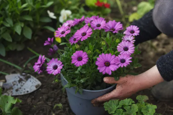 Margaretă africană (Osteospermum ecklonis) – de la plantare la întreținerea de zi cu zi