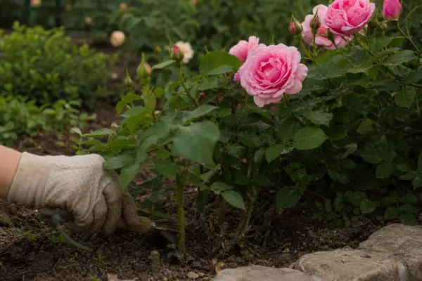 Trandafir (Rosa) – ghid complet de cultivare și îngrijire