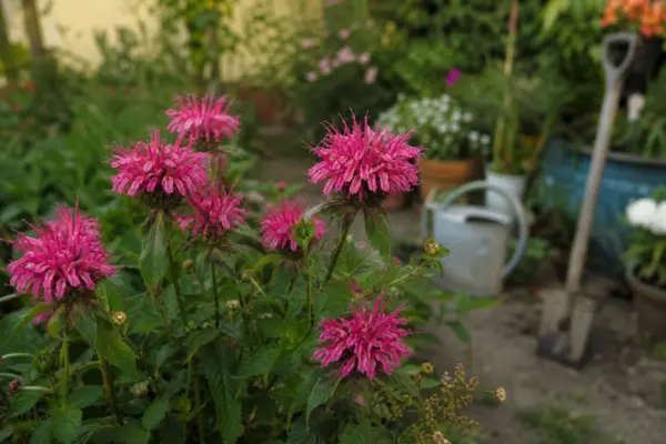 Monarda (Monarda didyma) – sfaturi de plantare și îngrijire