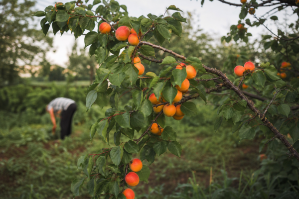 Cais (Prunus armeniaca): ce condiții cere și cum o îngrijești