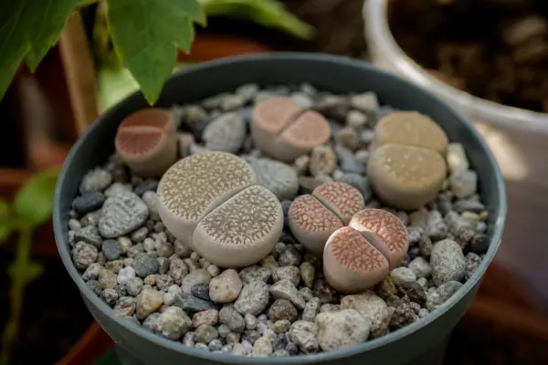 Lithops (Lithops pseudotruncatella) – condiții de creștere, plantare și îngrijire