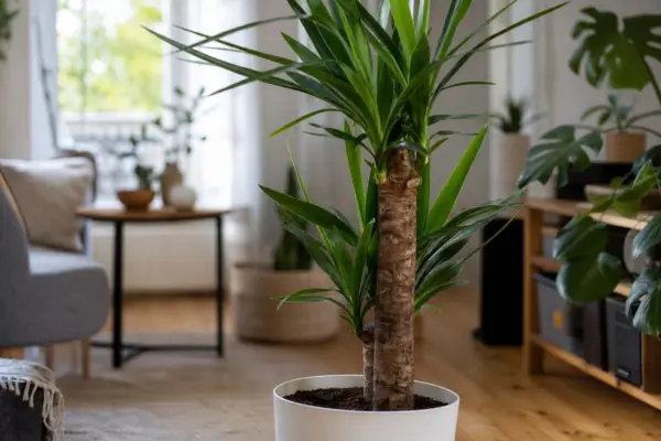 Yucca de apartament (Yucca elephantipes) – sfaturi de plantare și îngrijire