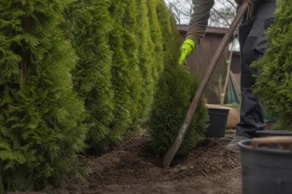Leylandii (Cupressocyparis leylandii) – de la plantare la întreținerea de zi cu zi
