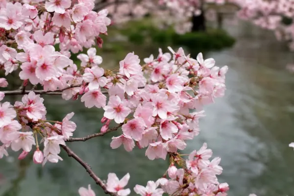 Cireșul japonez (Prunus serrulata): plantare și îngrijire pas cu pas