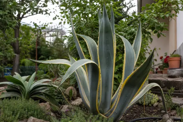 Agavă (Agave americana) – sfaturi pentru plantare, creștere și întreținere