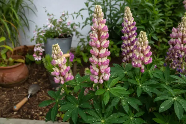 Lupin (Lupinus polyphyllus) – plantare, îngrijire și greșeli de evitat