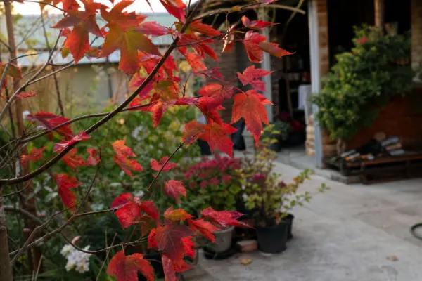 Arțar roșu (Acer rubrum) – plantare, udare și întreținere