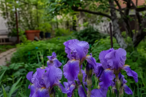 Stânjenel (Iris germanica) – ghid complet de cultivare și îngrijire