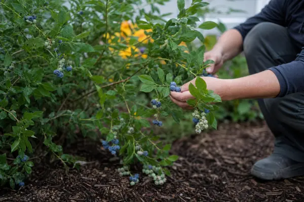 Afin (Vaccinium corymbosum) – tot ce trebuie să știi despre plantare și îngrijire