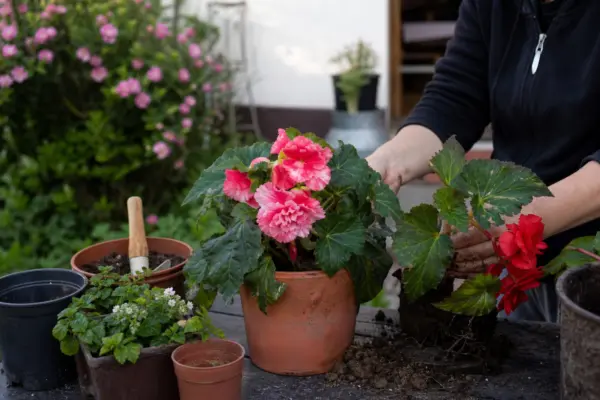 Begonie tuberoasă (Begonia tuberhybrida) – ghid complet de cultivare și îngrijire