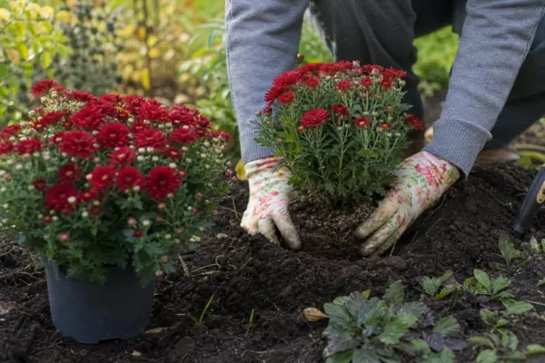 Crizantema – sfaturi pentru plantare, creștere și întreținere
