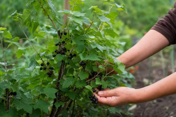 Coacăz negru (Ribes nigrum) – plantare și îngrijire pas cu pas