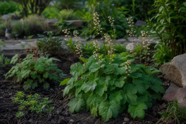 Heuchera micrantha – de la plantare la întreținerea de zi cu zi