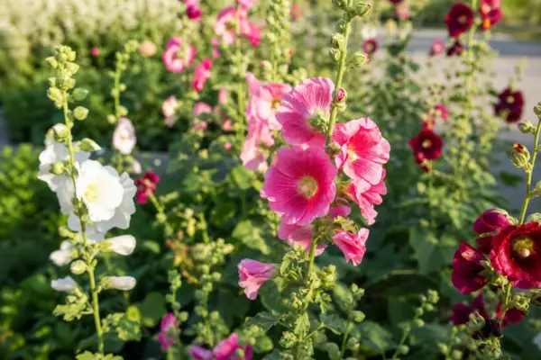 Nalba de grădină (Alcea rosea): plantare și întreținere pentru o înflorire bogată